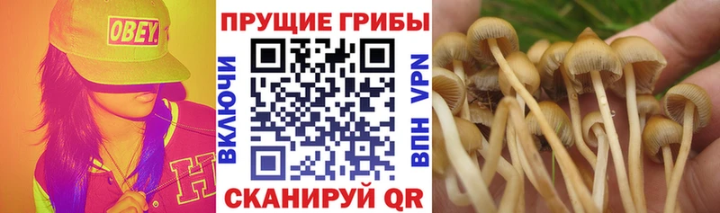 Псилоцибиновые грибы GOLDEN TEACHER  Купить  Зима 